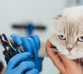 Санитар ветеринарный