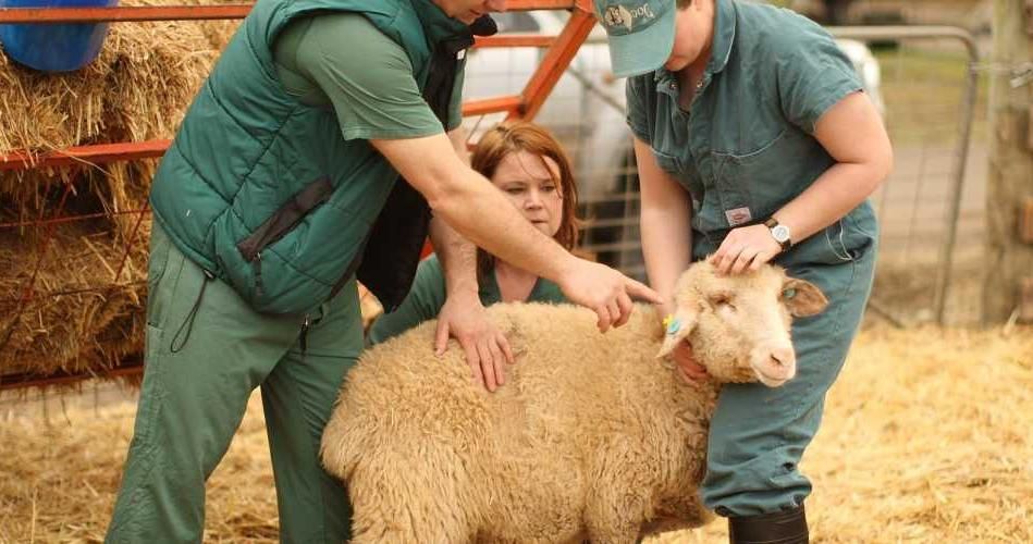 Животновод